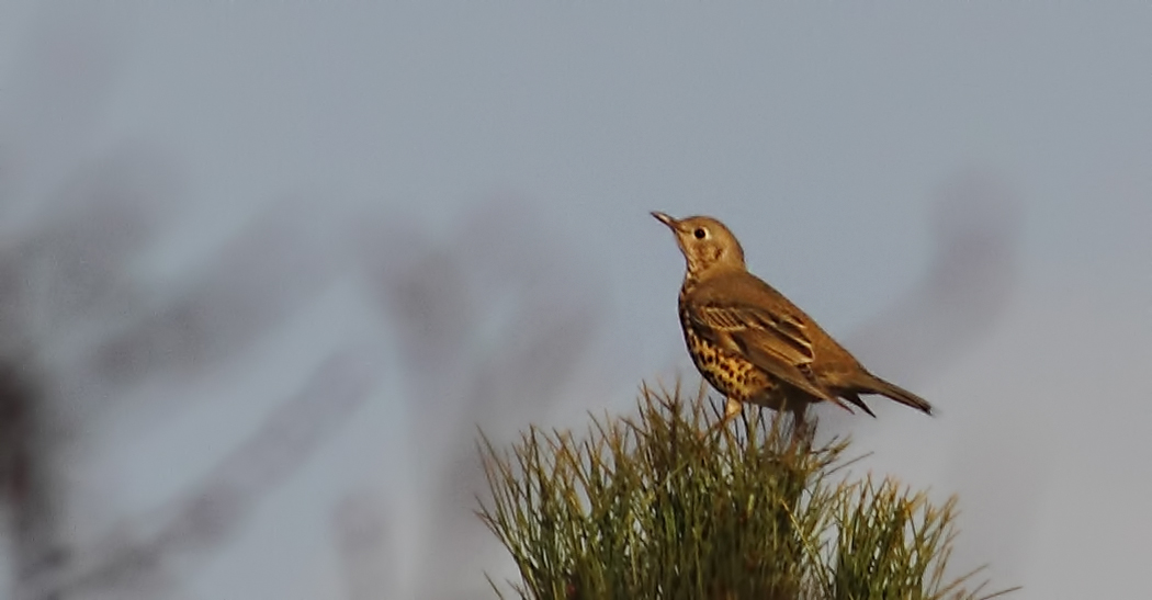 Mistle Thrush