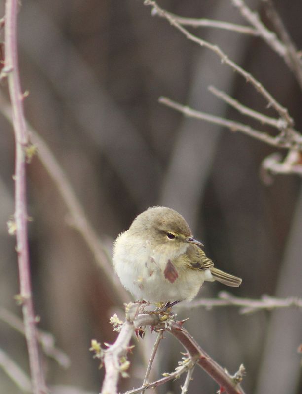 Common Chiffchaff