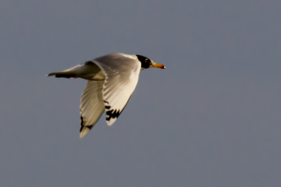 Pallas`s Gull