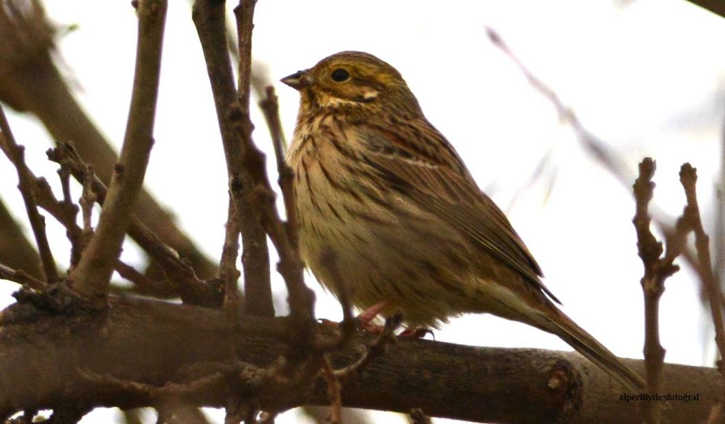 Yellowhammer