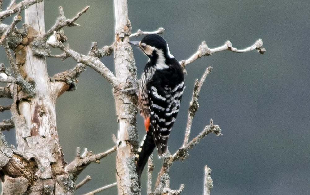 White-backed Woodpecker