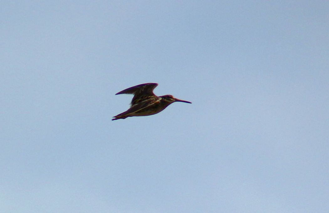 Jack Snipe