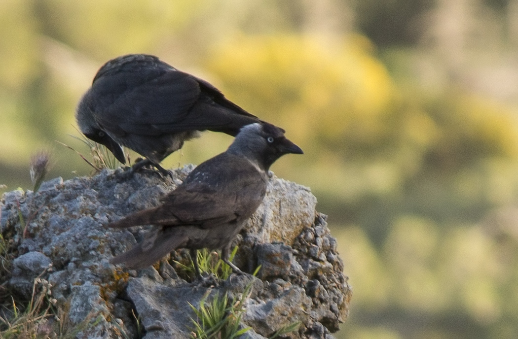 Western Jackdaw