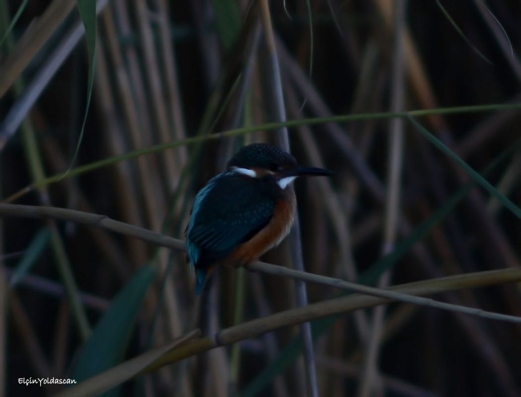 Common Kingfisher