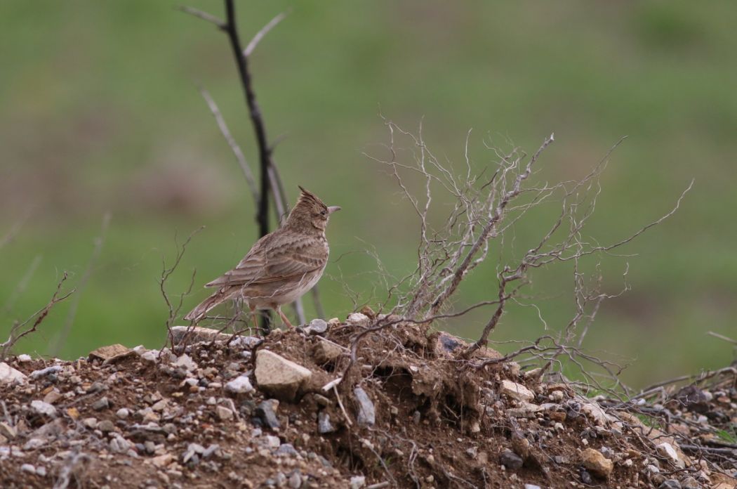 Crested Lark