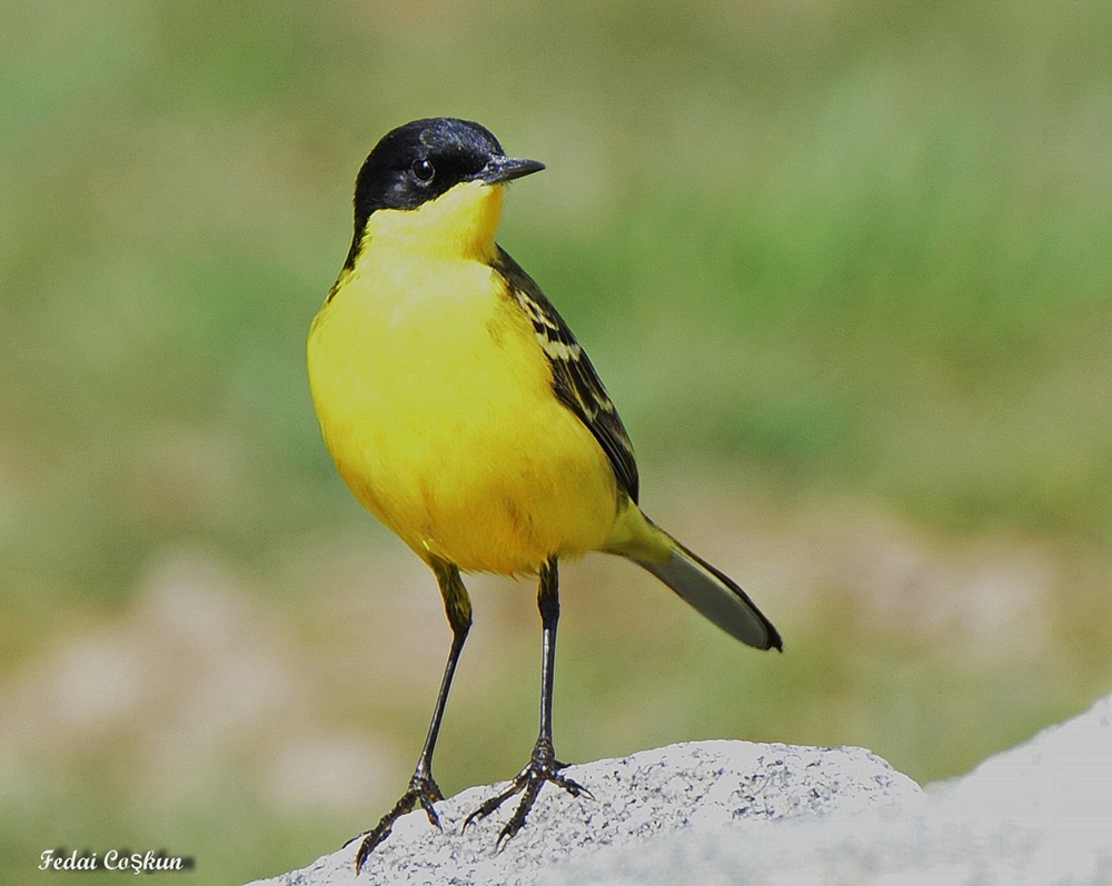 Western Yellow Wagtail