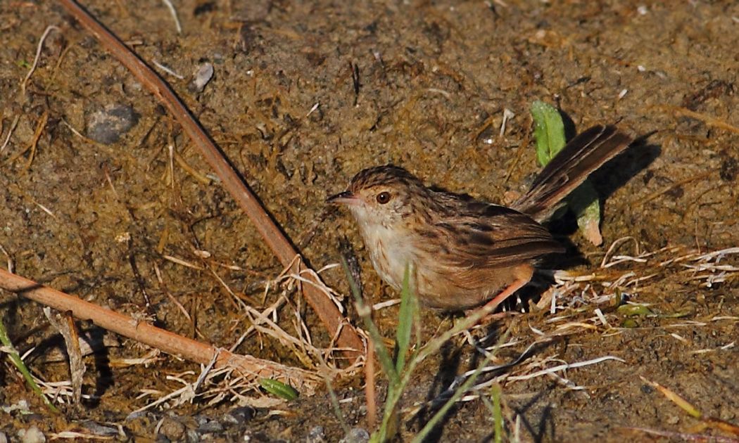Delicate Prinia