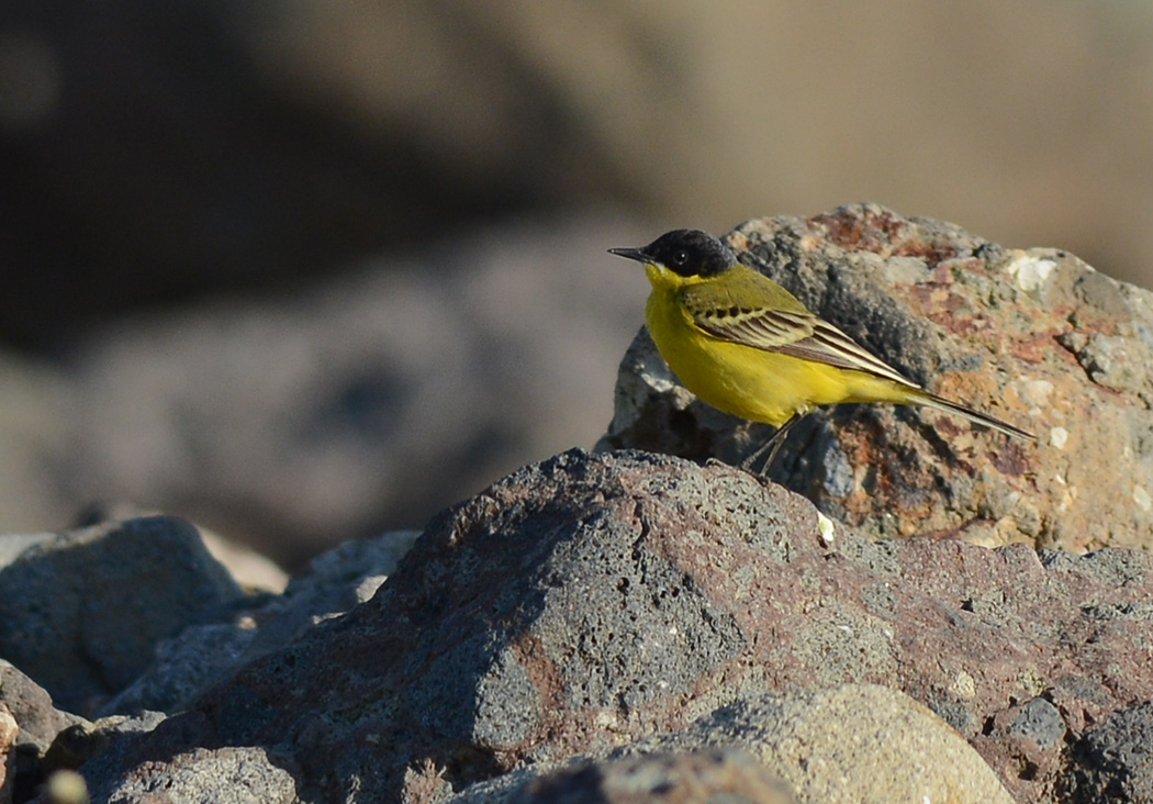 Western Yellow Wagtail
