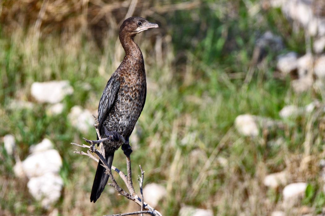 Pygmy Cormorant