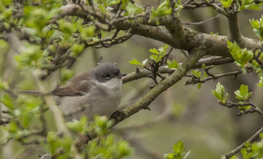 Lesser Whitethroat