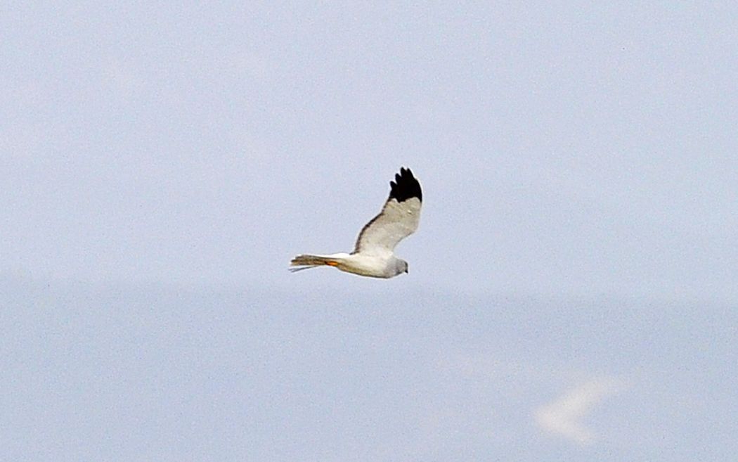 Hen Harrier