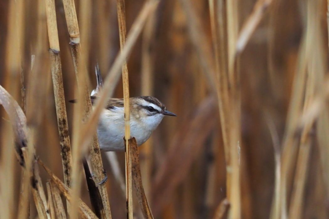 Moustached Warbler