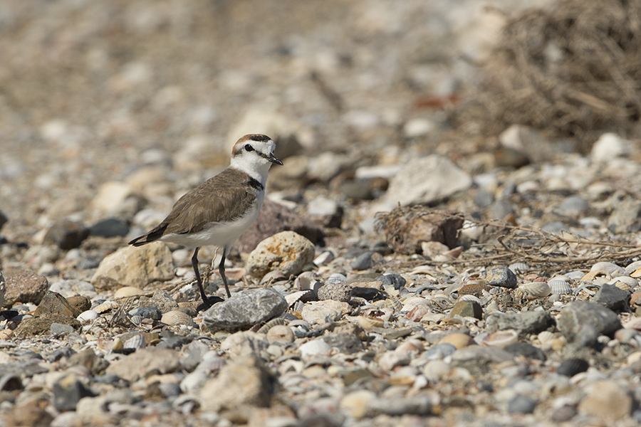 Kentish Plover