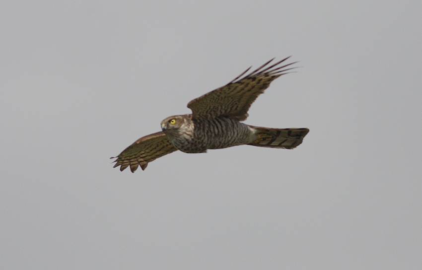 Eurasian Sparrowhawk