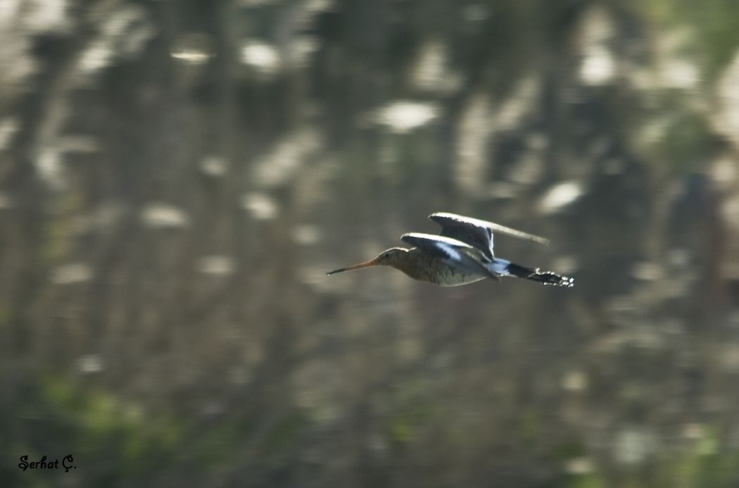 Black-tailed Godwit