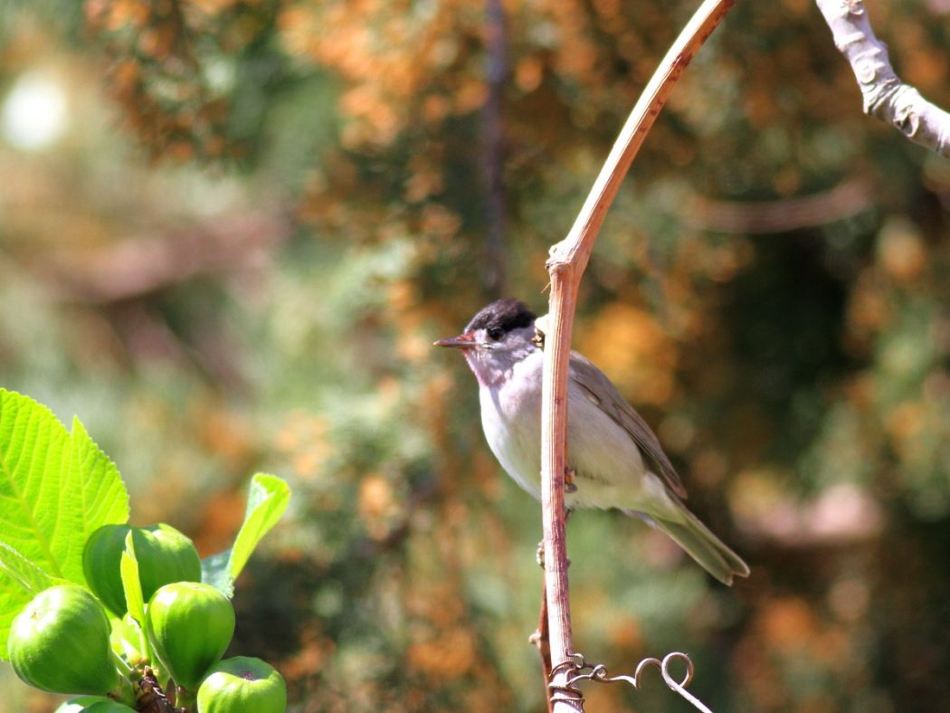 Eurasian Blackcap