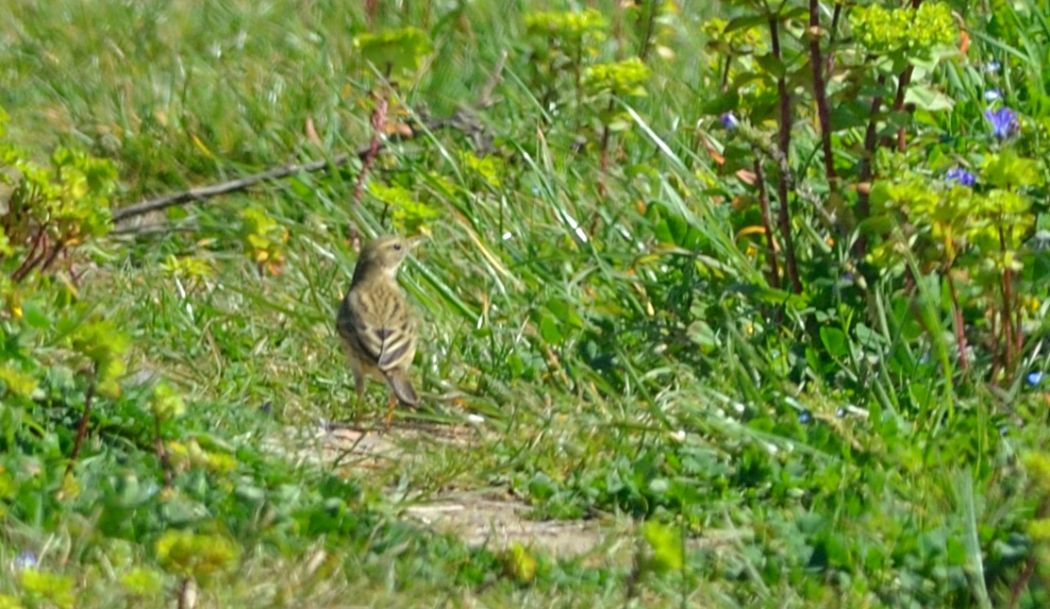 Meadow Pipit