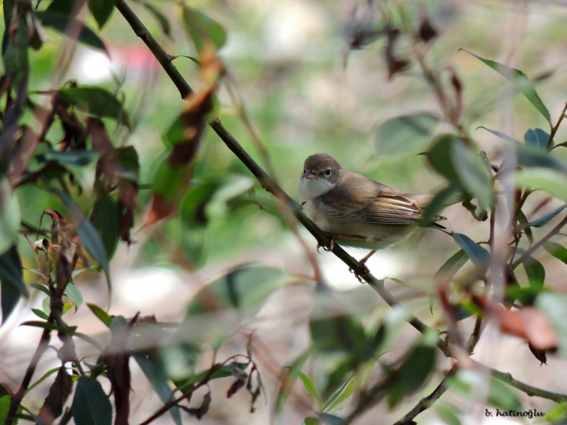 Common Whitethroat