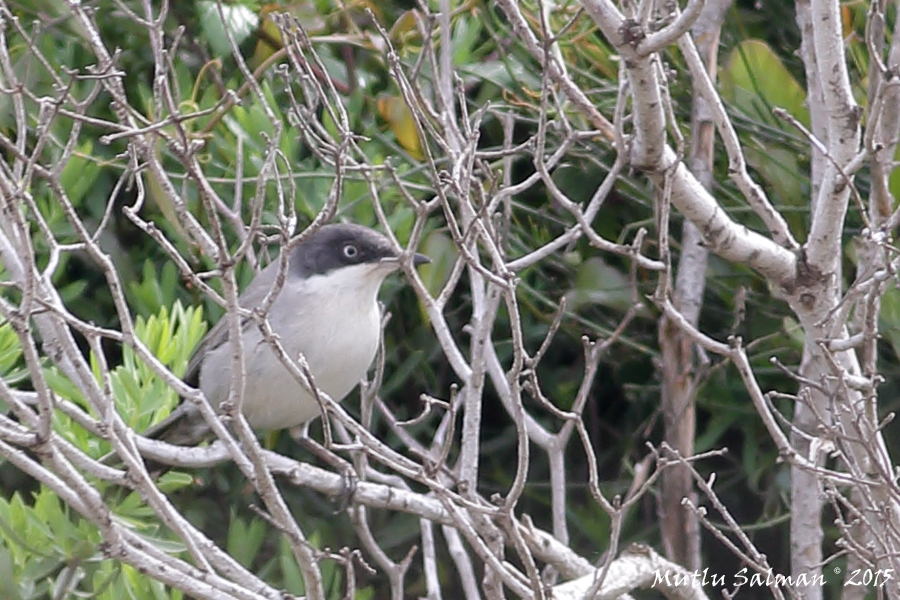 Eastern Orphean Warbler