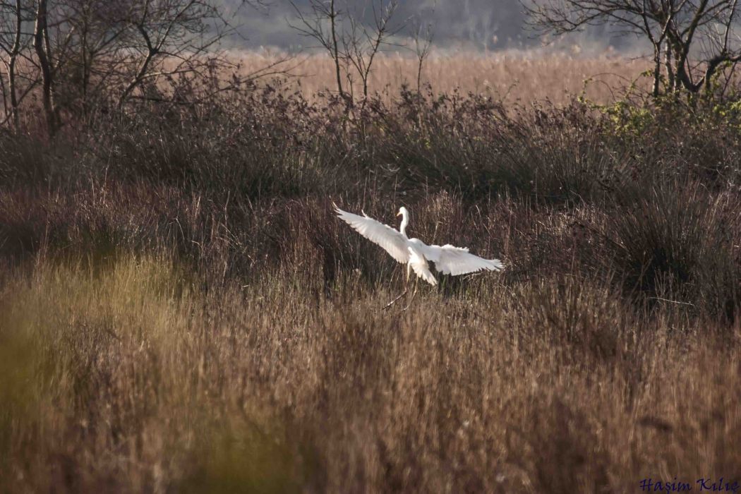 Great Egret