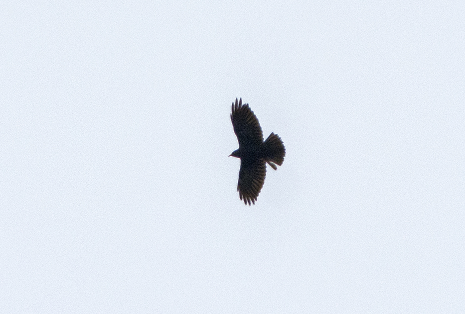 Alpine Chough