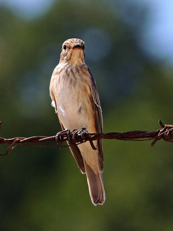 Spotted Flycatcher
