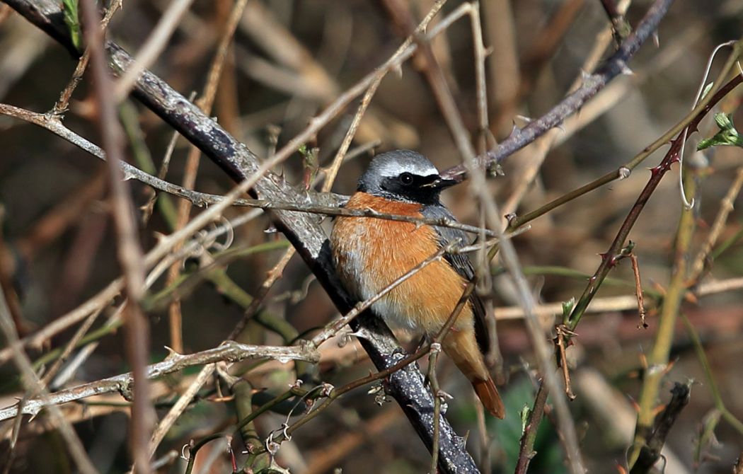 Common Redstart