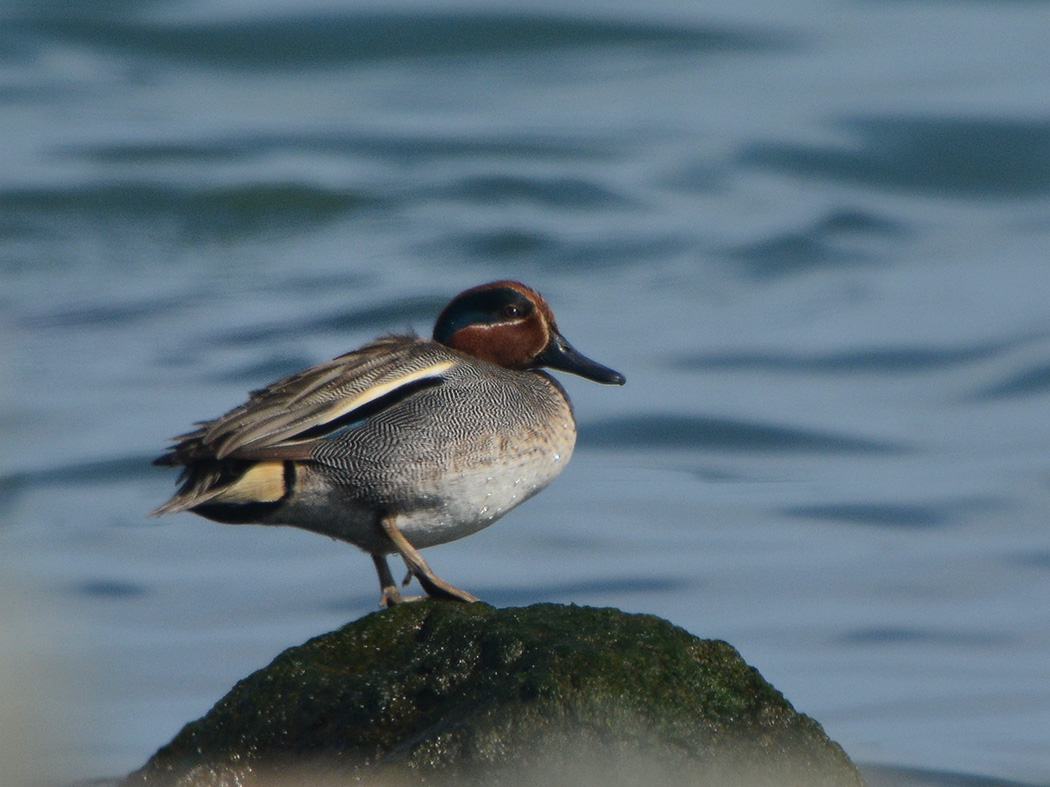 Eurasian Teal