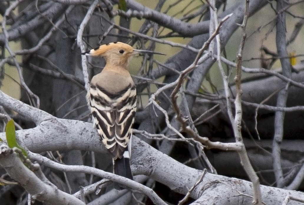 Common Hoopoe