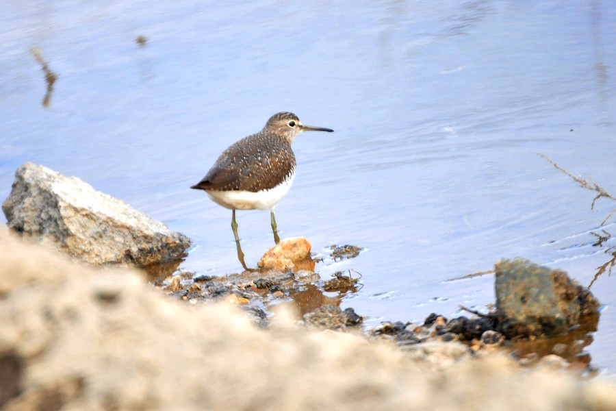 Green Sandpiper