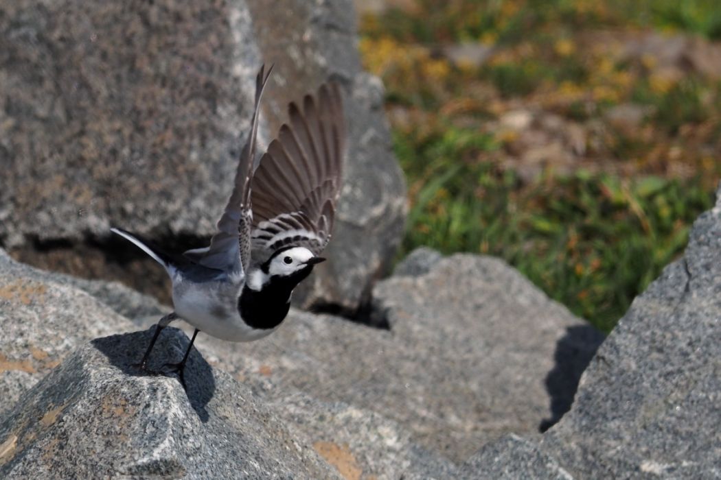 White Wagtail