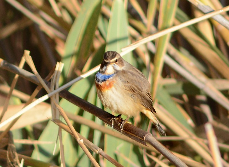 Bluethroat