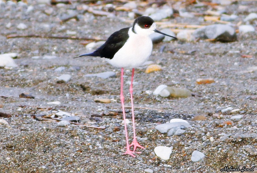 Black-winged Stilt