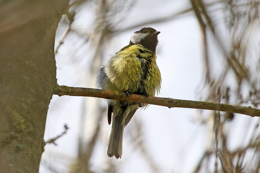 Great Tit