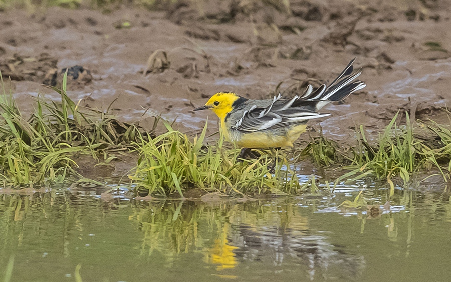 Citrine Wagtail