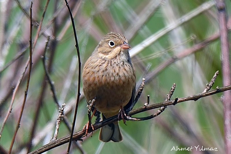 Cretzschmar`s Bunting