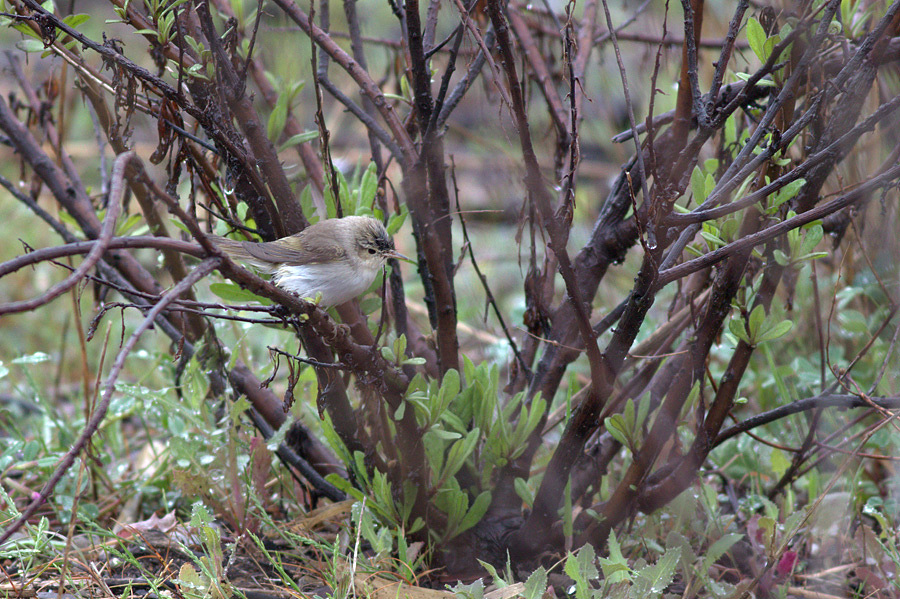 Eastern Bonelli`s Warbler