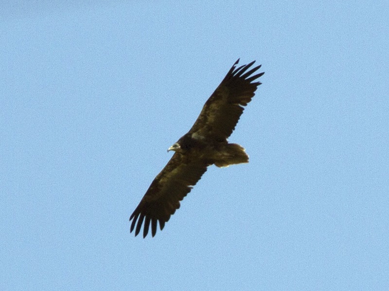 Egyptian Vulture