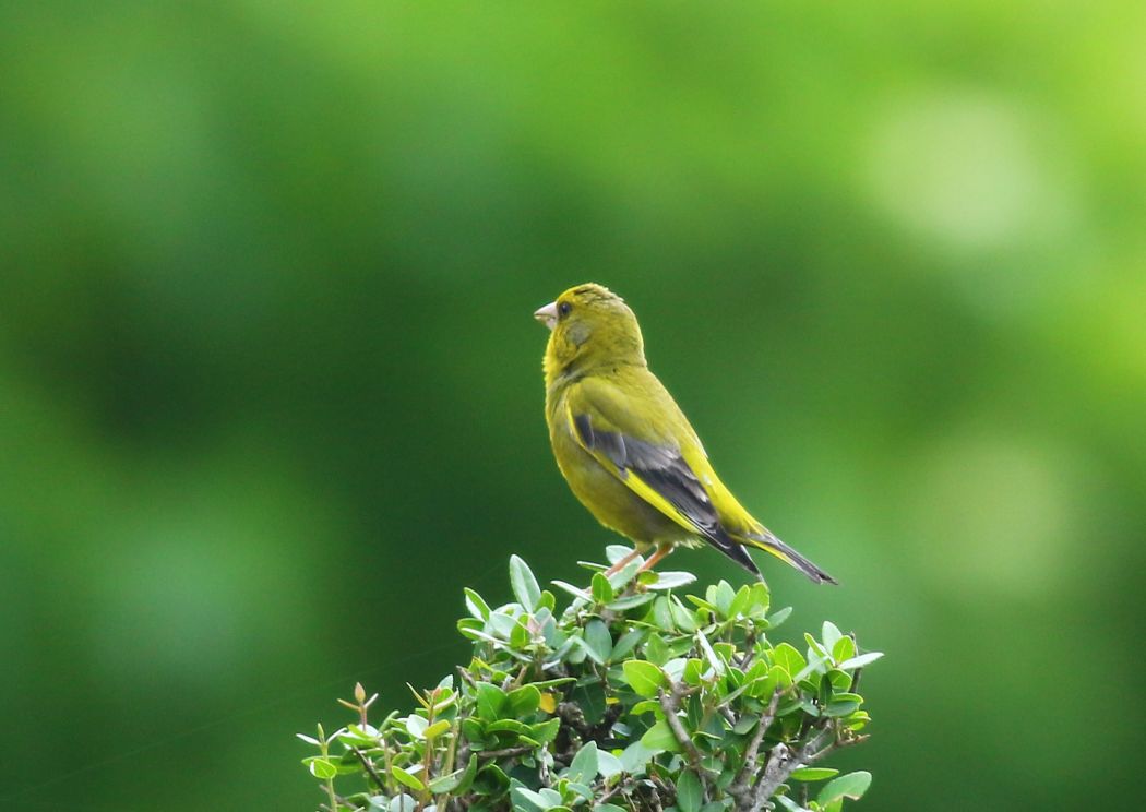 European Greenfinch