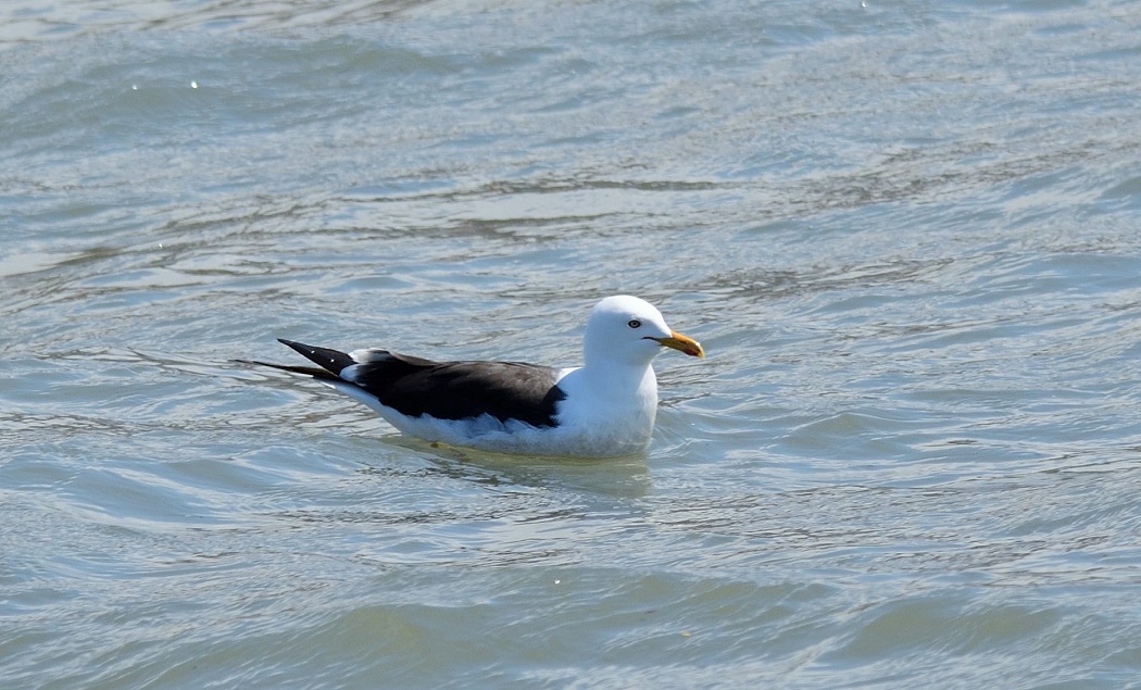 Lesser Black-backed Gull