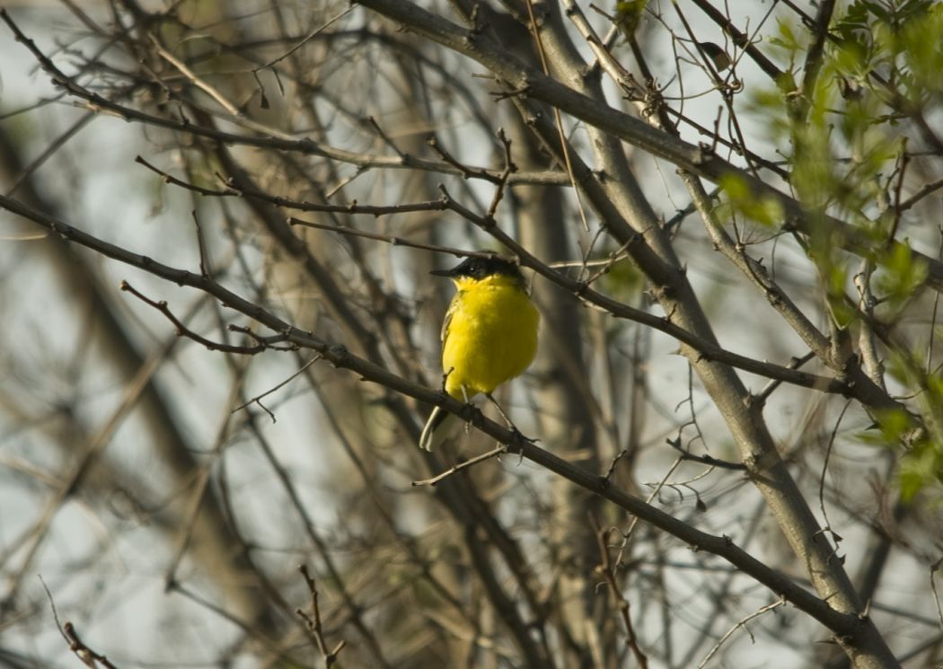 Western Yellow Wagtail