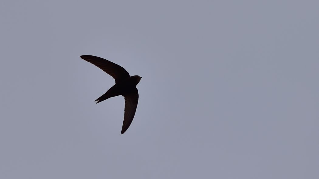 Common Swift