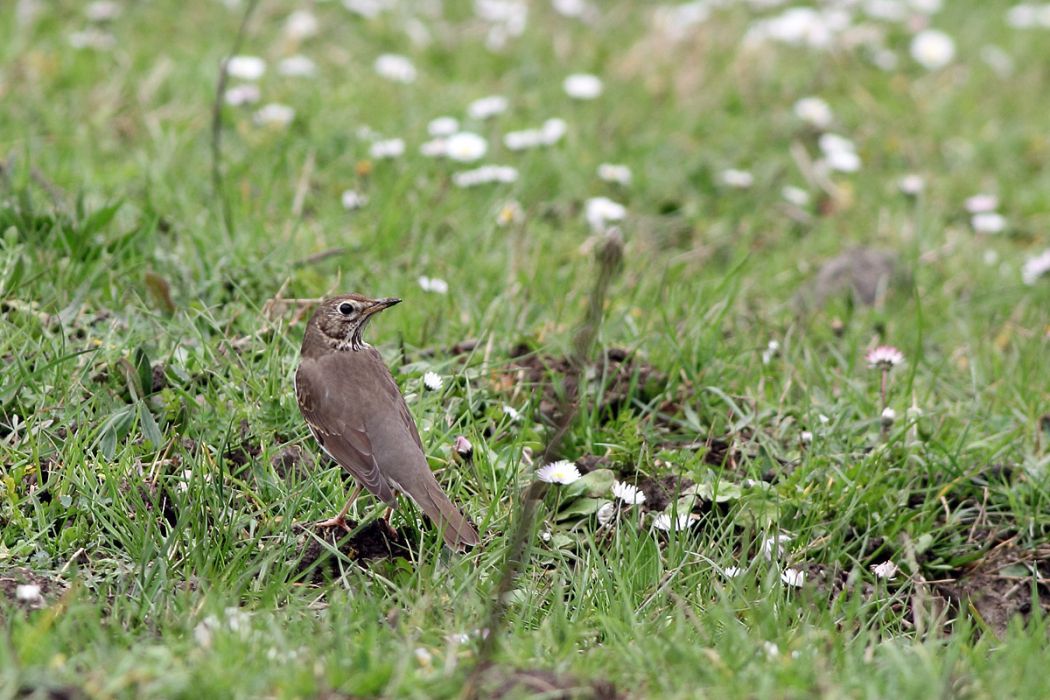 Song Thrush