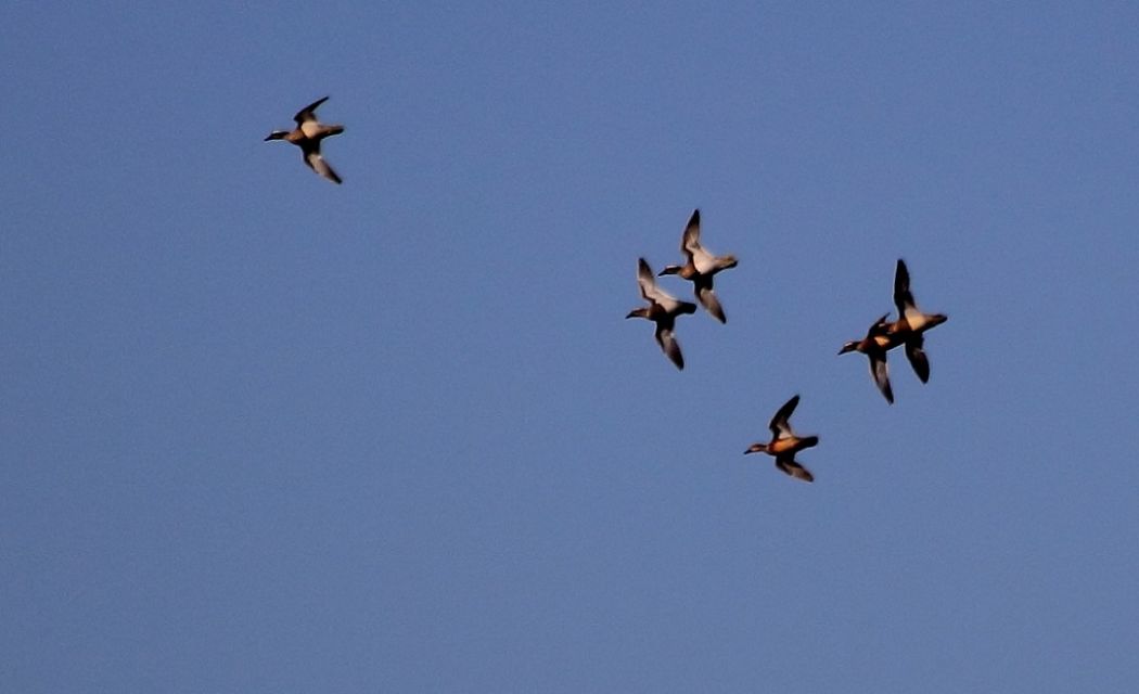 Garganey