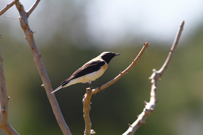 Black-eared Wheatear