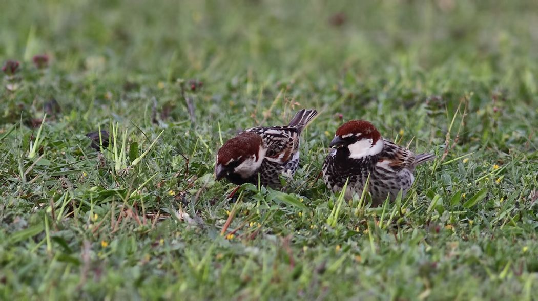 Spanish Sparrow