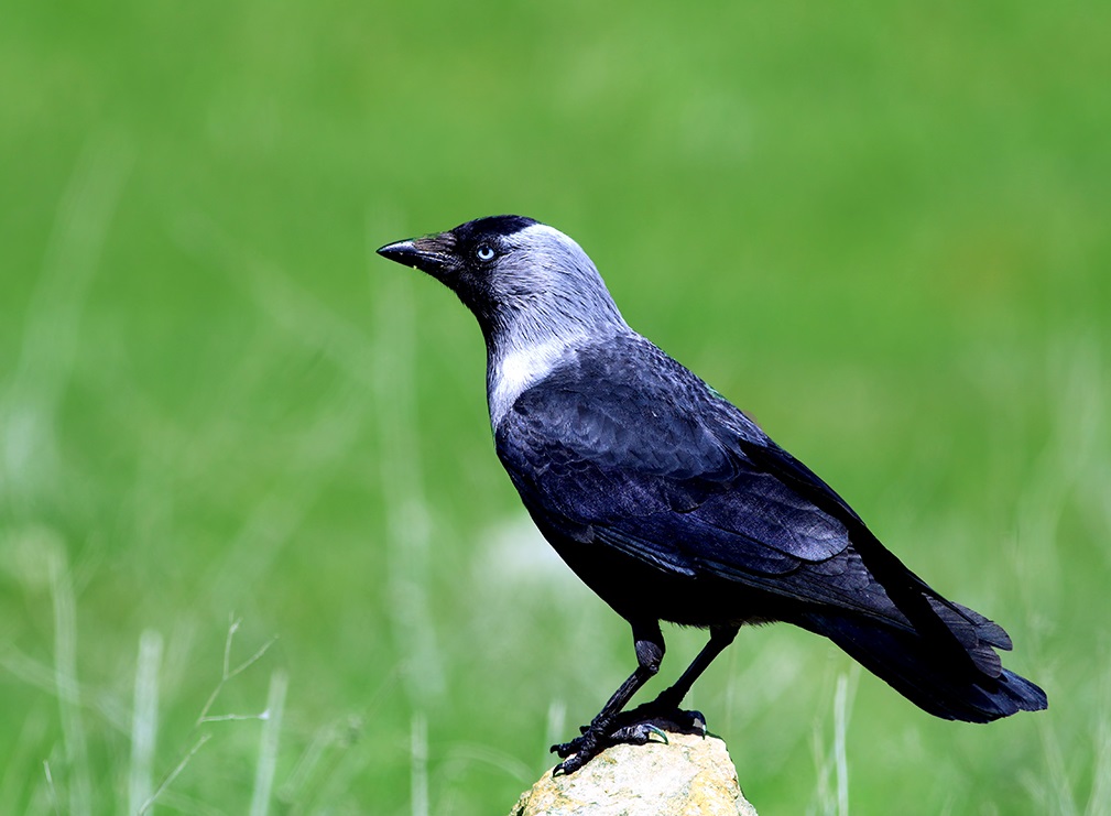Western Jackdaw