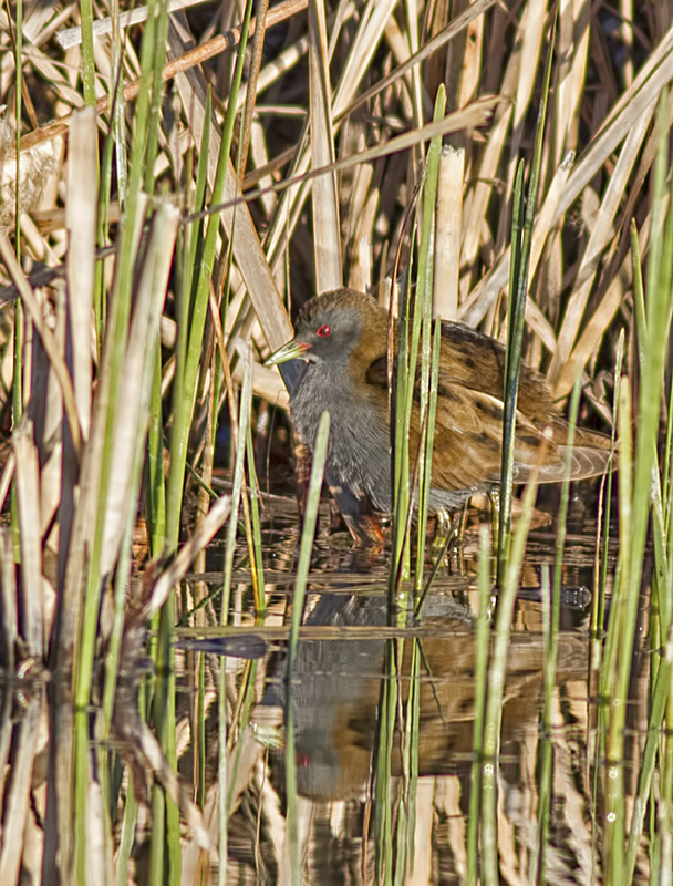 Little Crake