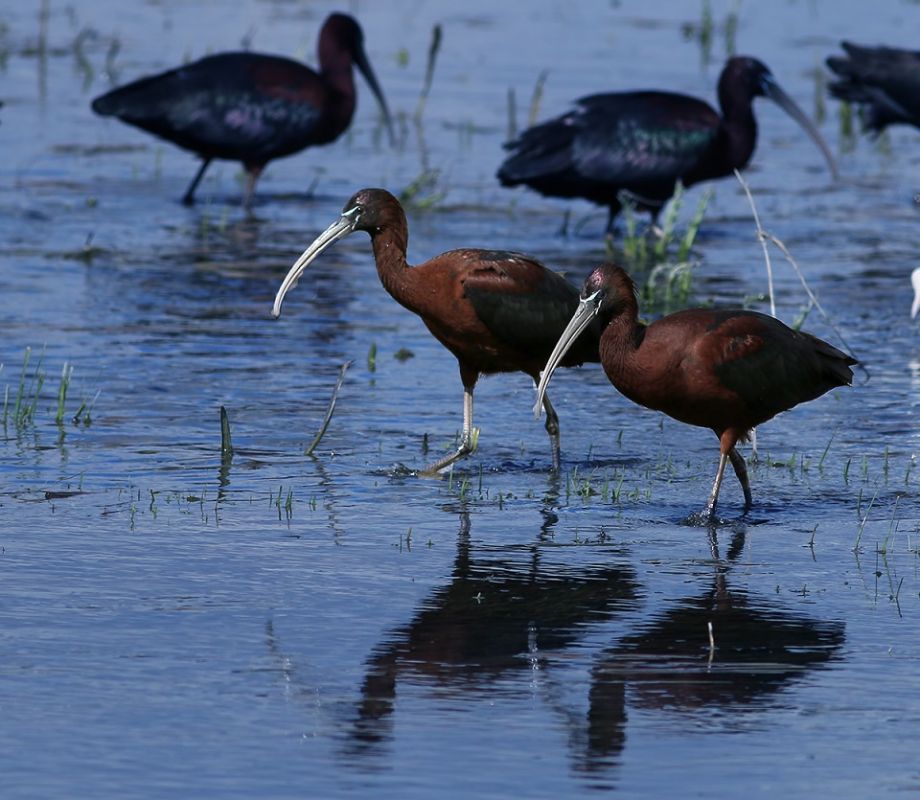 Glossy Ibis