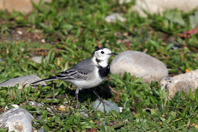 White Wagtail